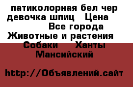 патиколорная бел/чер девочка шпиц › Цена ­ 15 000 - Все города Животные и растения » Собаки   . Ханты-Мансийский